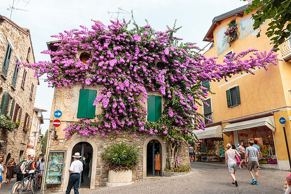 Building covered in Bougainvillea.