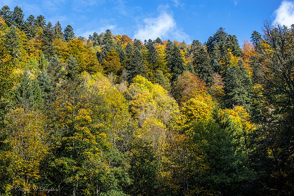 Black Forest